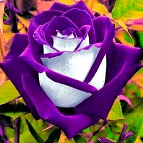 Rosa osiria viola rarissima - viola,,