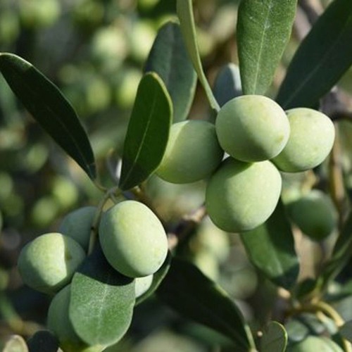 Pianta ulivo cipressino - di, in