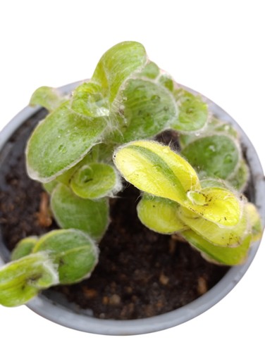 Tradescantia sillamontana - tradescantia,