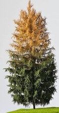 2 x Albero Modellismo H0 Freon