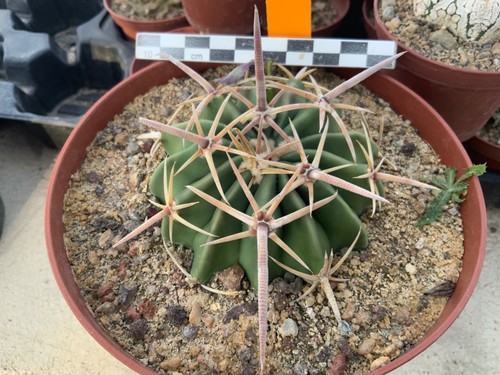528 echinocactus texensis - 528,
