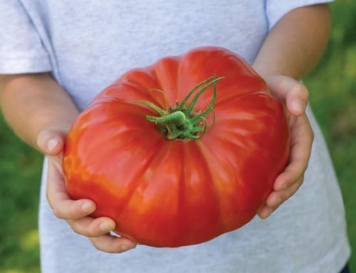 Semi pomodoro gigante - semi,
