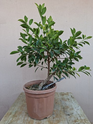 Pre bonsai ficus - pre,