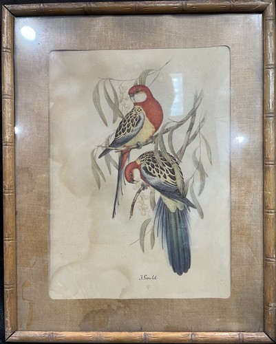 Stampa pappagallo vintage john - stampa,