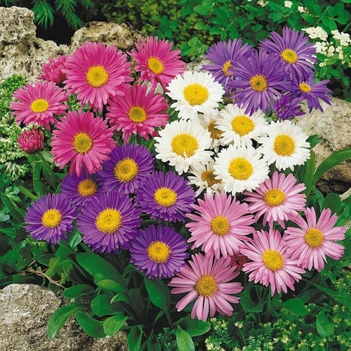 Aster seёds 1g - aster,
