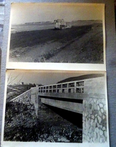 Acciarella littoria - acciarella,