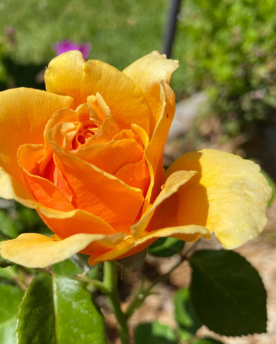 Rosa albicocca gialla talee - rosa,