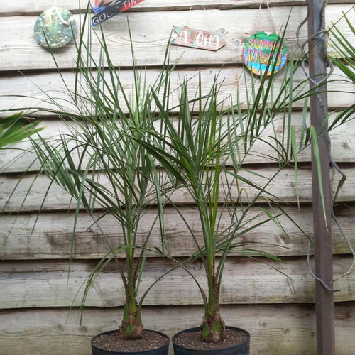 Butia capitata