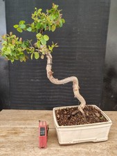 bonsai di ciliegio cinese h 43