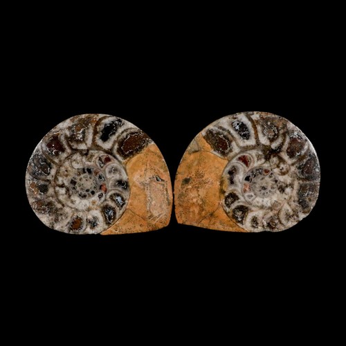 Ammonite fossile goniatite