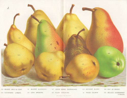 Burro grigio pere frutta - grigio,