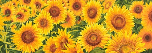 Quadro fiori campo girasoli - fiori,