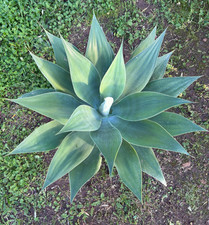 AGAVE ATTENUATA - PIANTA DA