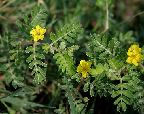 Semi tribulus terrestris - di,