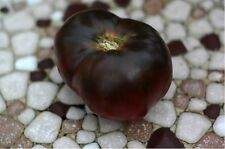 10 Pomodoro NERO DI CRIMEA black tomato -semi calibrati- sementi ORTO