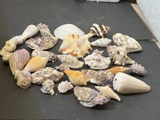 Lotto Di 32 Conchiglie da