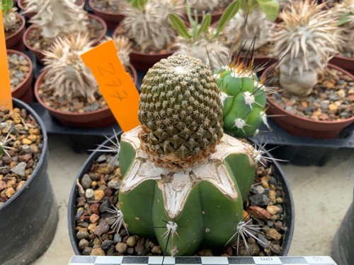 277 pelecyphora strobiliformis - 277,