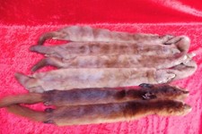 6 Bellissime Pelli, Visone, 6