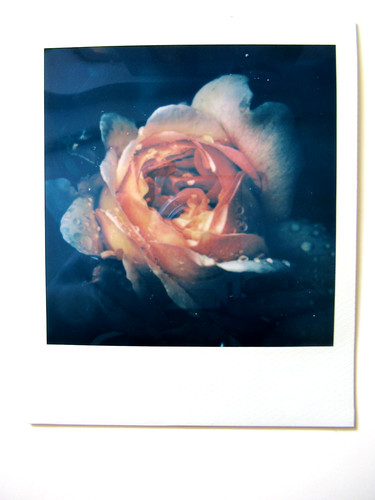 Araki polaroid originale - n., araki: