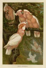 Stampa antica-MAGGIORE-MITCHELL-COCKATOO-Brehm-1892