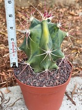 Variegated Ferocactus gracilis