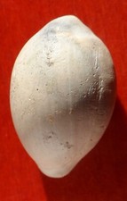 GASTÉROPODE FOSSILE DES