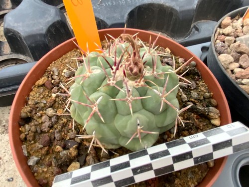 163 thelocactus hexaedrophorus - thelocactus,