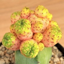 Sulcorebutia rauschii violacidermis f. variegata ,  pot 10 cm  ITALYCACTUS