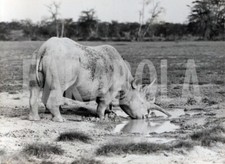 Foto Vintage Animali Rinoceronte nero dell'est Africa stampa 20x15 cm