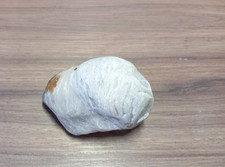 Ostrica fossile Grifea unghie