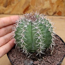 Melocactus matanzanus Vaso 12