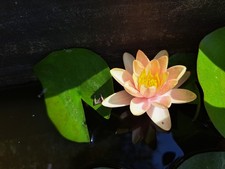 Ninfea NANA Phoebus laghetto minipond rustica giardino acquatico fiore rosa