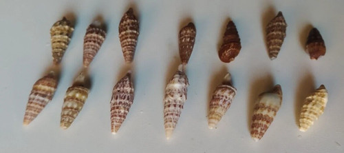 Conchiglie mare cerithium - conchiglie,