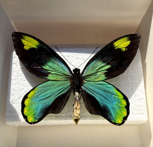Ornithoptera victoriae - ornithoptera,