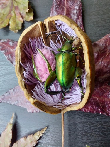 Entomologia tassidermia mini - entomologia,