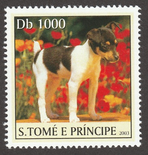 Toy fox terrier collezione - toy,
