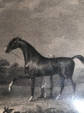 Coppia di Antiche Stampe Inglesi "Passione Cavalli"