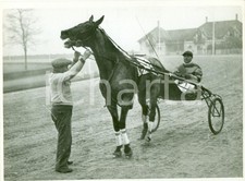 1936 MILANO SAN SIRO Cavallo AULO GELLIO al peso dopo vittoria al trotto *FOTO