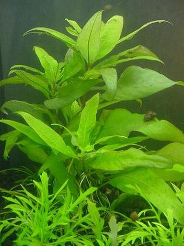 Piante per acquario dolce - piante,