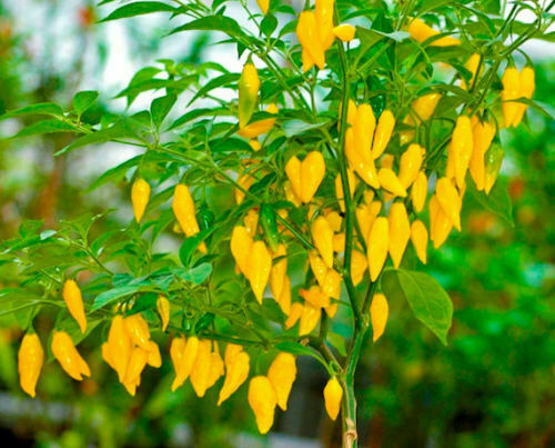 Peperoncino lemon drop 10 - drop,