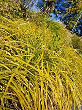 Carex oshomensis giallo
