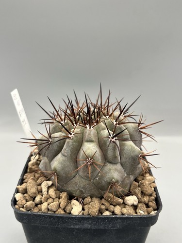 Copiapoa cinerea - cinerea,