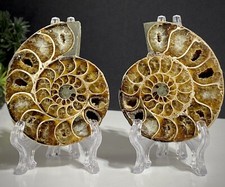 70mm Madagascan Ammonite