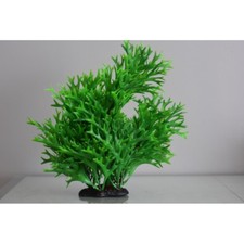 Acquario Grande Sfondo Verde