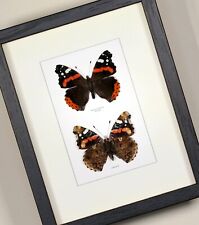 Vanessa atalanta Red Admiral