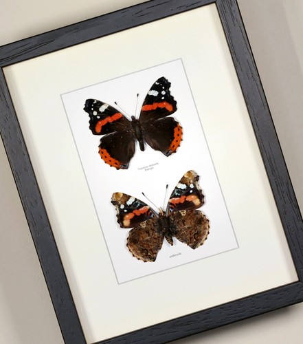 Vanessa atalanta red admiral - vanessa,