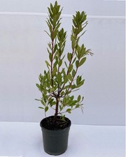 Corbezzolo "Arbutus unedo"