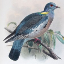 1872,KEULEMANS' dipinto a mano FOLIO ANELLO ORIENTALE-COLOMBA CASIOTIS U6X