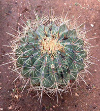 FEROCACTUS HISTRIX - CACTUS - DIAM 18 H 12 CM