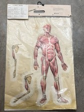 IL CORPO UMANO 3D TAVOLA